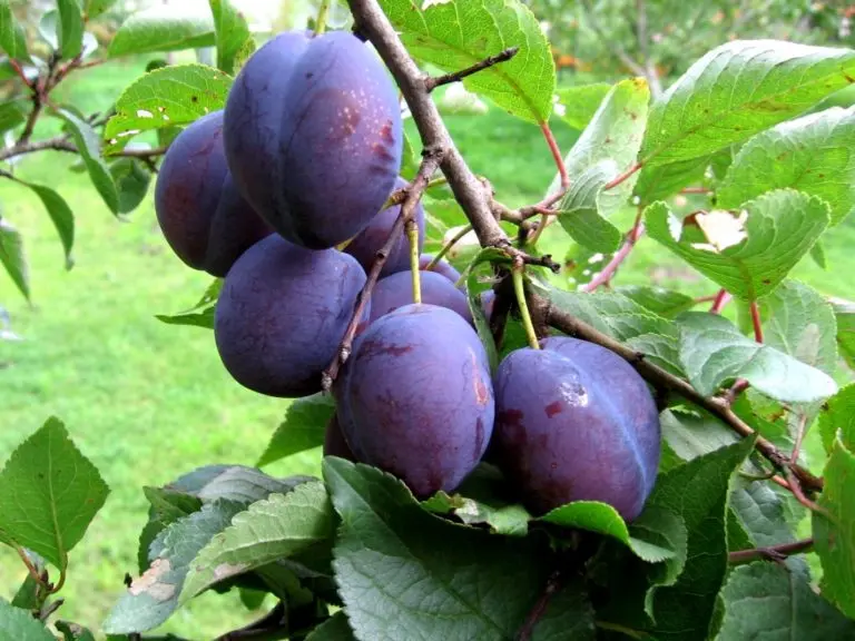 Plum Prunes