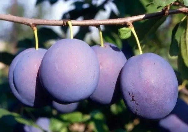 Plum Prunes