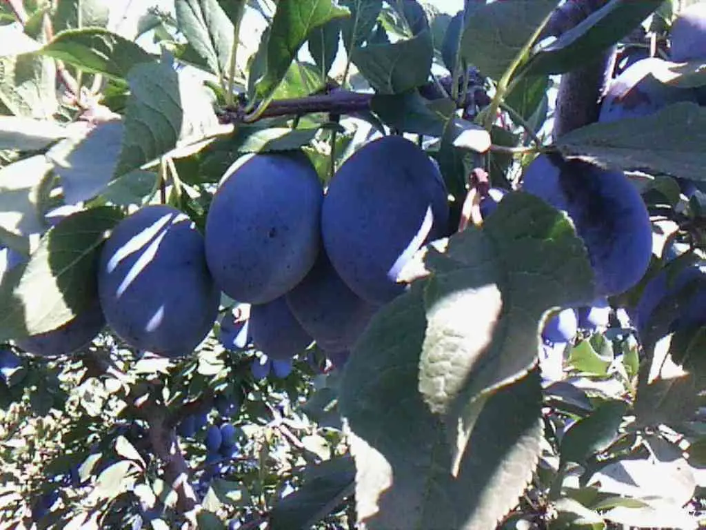 Plum Prunes