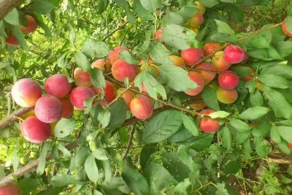 Plum Queen Victoria