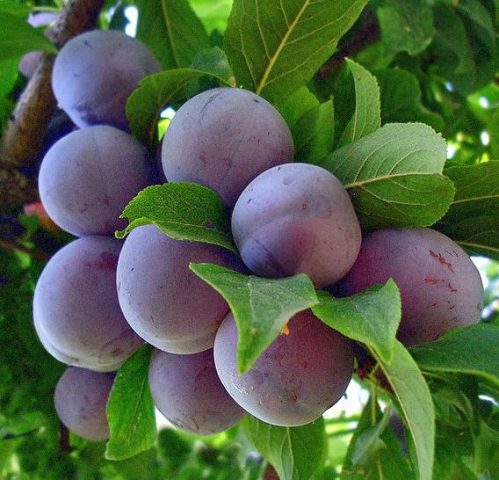 Plum Renklod