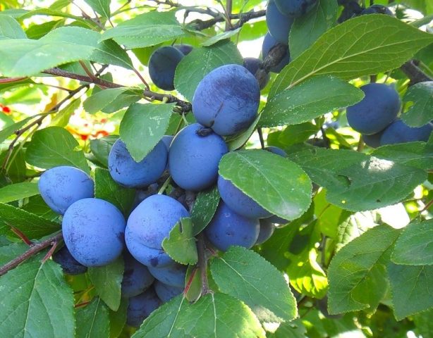 Plum Renklod