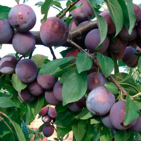 Plum Renklod