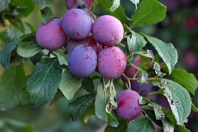 Plum Renklod