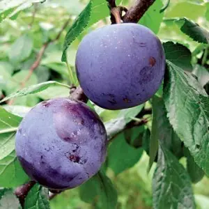 Plum Renklod