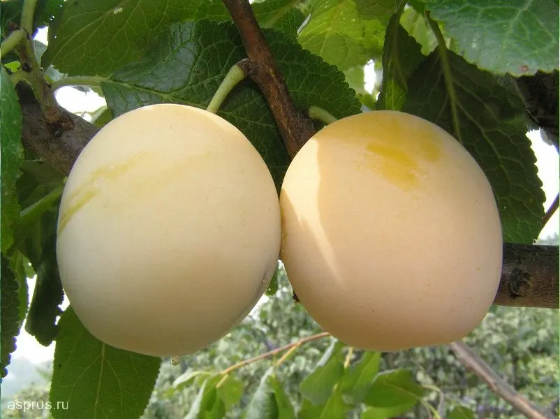 Plum snow white: advantages and disadvantages of the variety