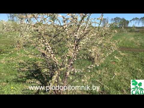 Plum snow white: advantages and disadvantages of the variety