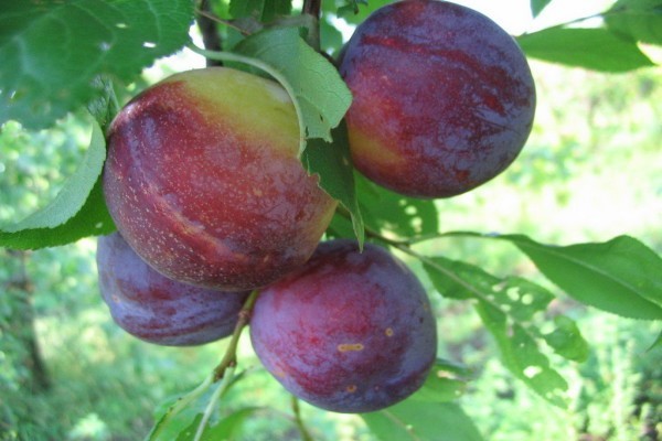 Plum Souvenir of the East