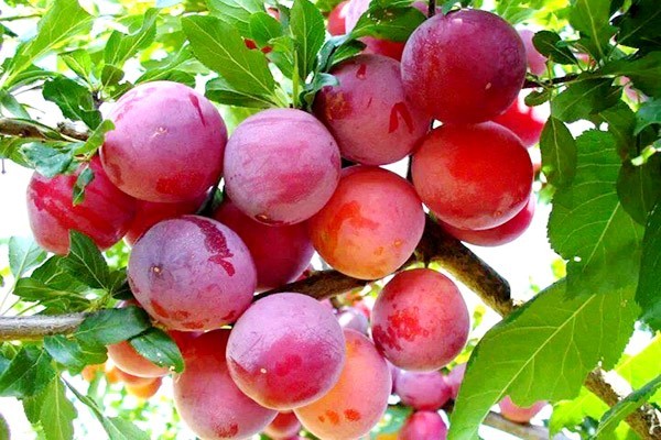 Plum Souvenir of the East