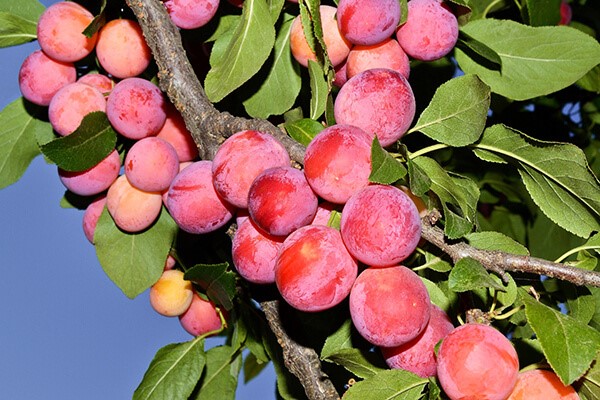 Plum Souvenir of the East