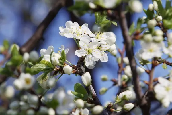 Plum Souvenir of the East