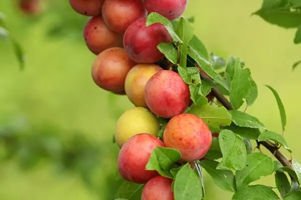 Plum Souvenir of the East