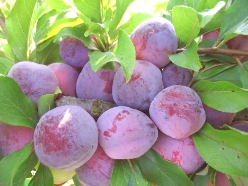 Plum Souvenir of the East