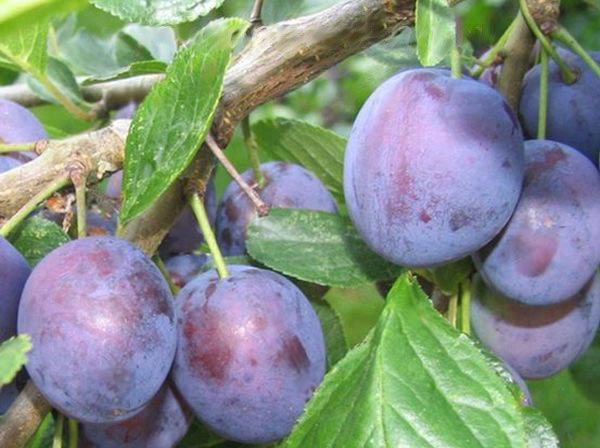 Plum Starting