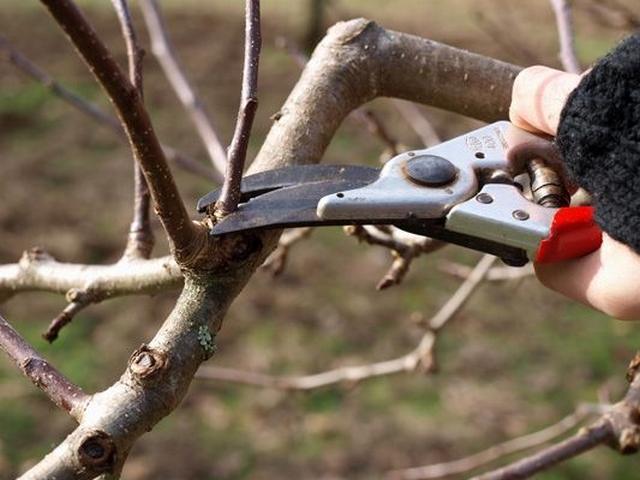 Plum tree pruning in autumn