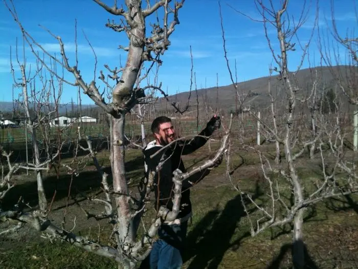 Plum tree pruning in autumn