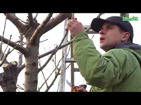 Plum tree pruning in autumn