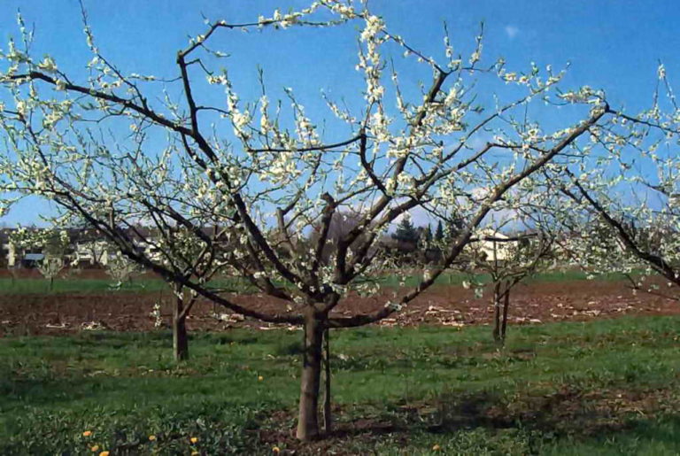 Plum tree pruning in autumn