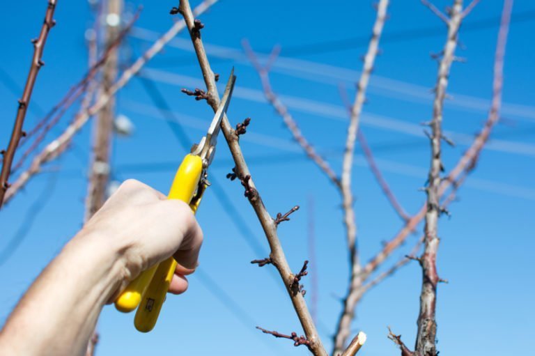 Plum tree pruning in autumn