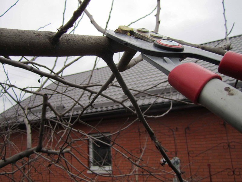 Plum tree pruning in autumn