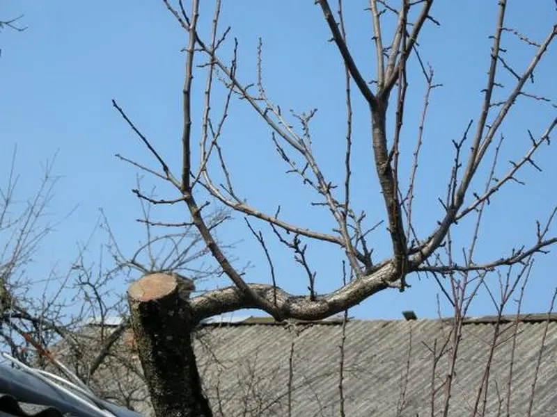 Plum tree pruning in autumn