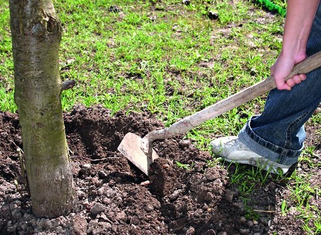 Plum tree pruning in autumn