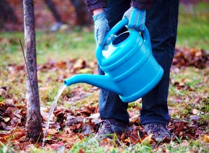 Plum tree pruning in autumn