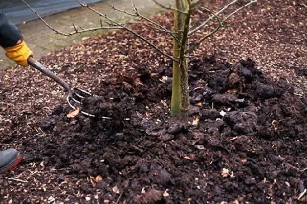 Plum tree pruning in autumn