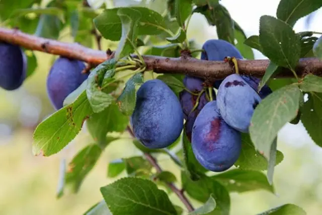 Plum Ural