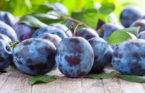 Plum Ussuriyskaya