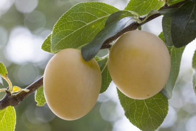 Plum Ussuriyskaya