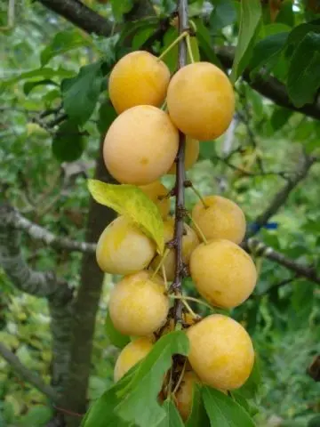 Plum Ussuriyskaya