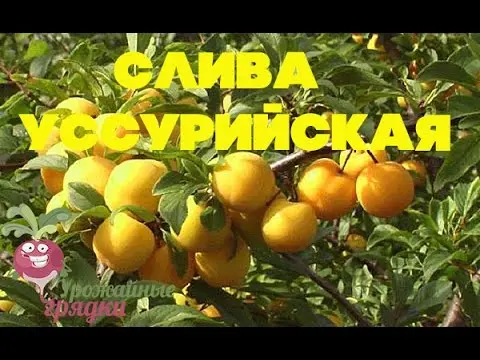 Plum Ussuriyskaya