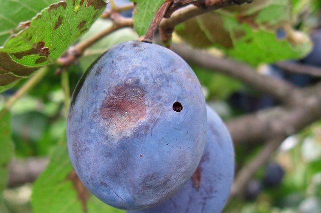 Plum Ussuriyskaya