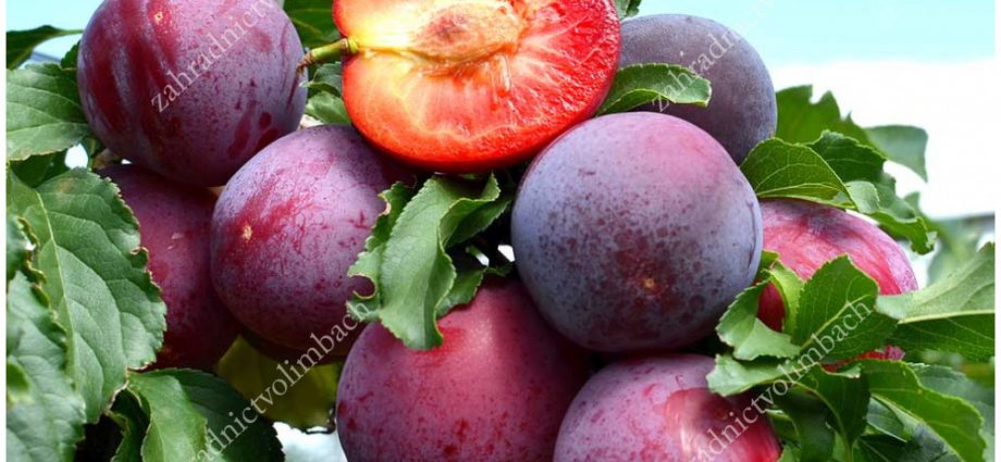 Plum Ussuriyskaya