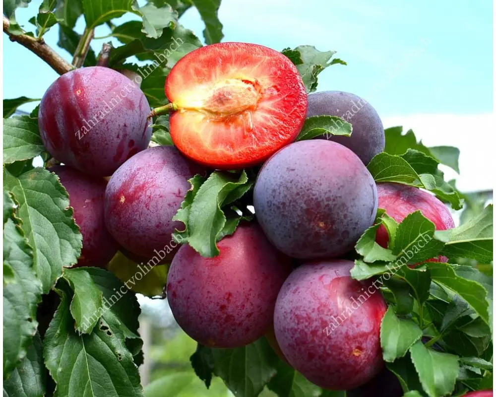 Plum Ussuriyskaya