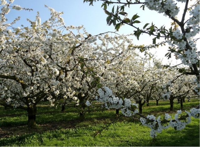 Plum varieties for the Moscow region and the middle lane