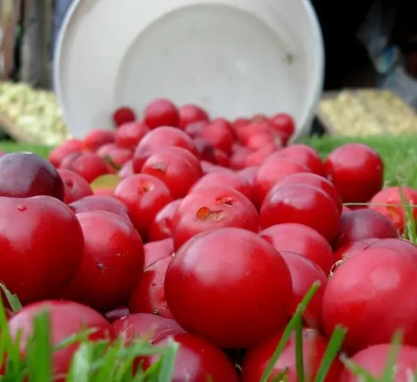 Plum varieties for the Moscow region and the middle lane