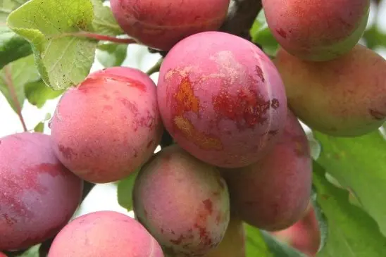 Plum varieties for the Moscow region and the middle lane