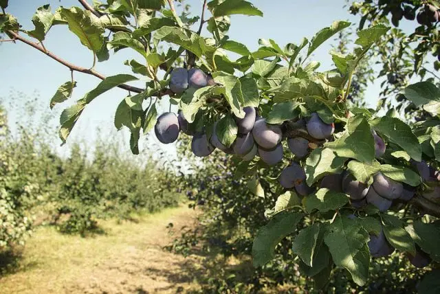 Plum varieties for the Moscow region and the middle lane