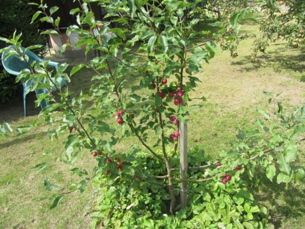 Plum varieties for the Moscow region and the middle lane