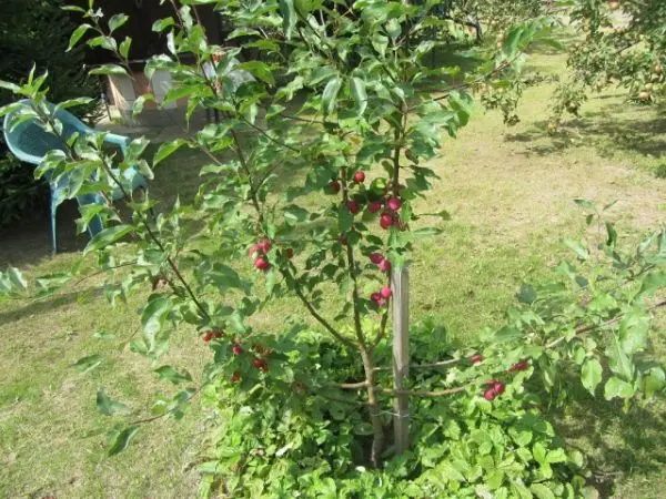 Plum varieties for the Moscow region and the middle lane