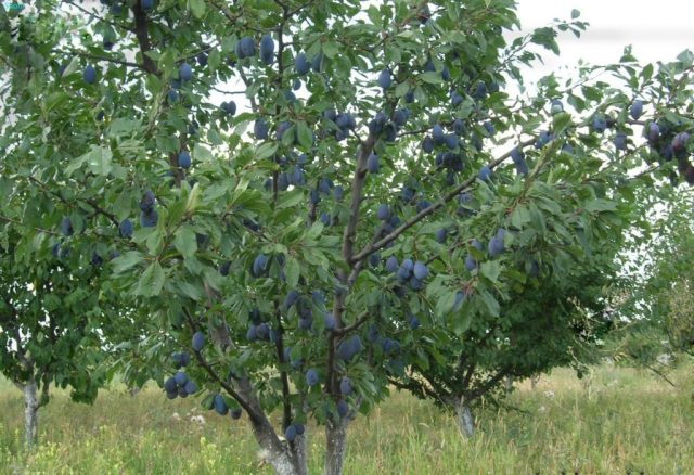 Plum varieties for the Moscow region and the middle lane