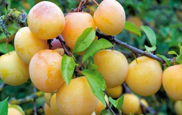 Plum varieties for the Moscow region and the middle lane