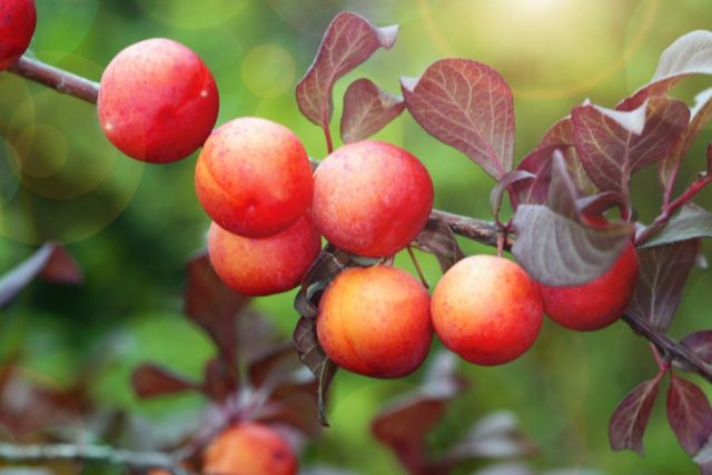 Plum varieties for the Moscow region and the middle lane