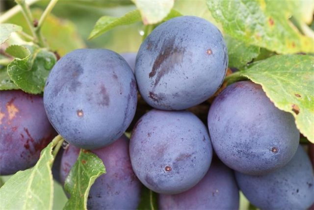 Plum varieties for the Moscow region and the middle lane