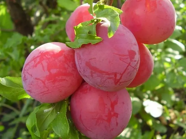 Plum varieties for the Moscow region and the middle lane