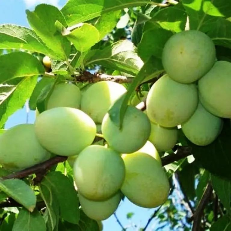 Plum varieties for the Moscow region and the middle lane