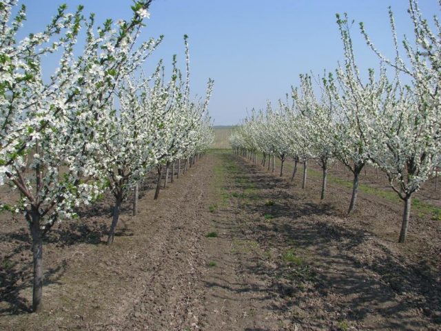 Plum varieties for the Moscow region and the middle lane