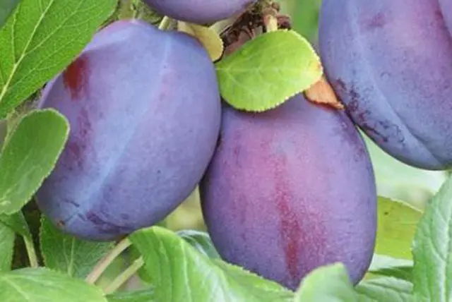 Plum varieties for the Moscow region and the middle lane